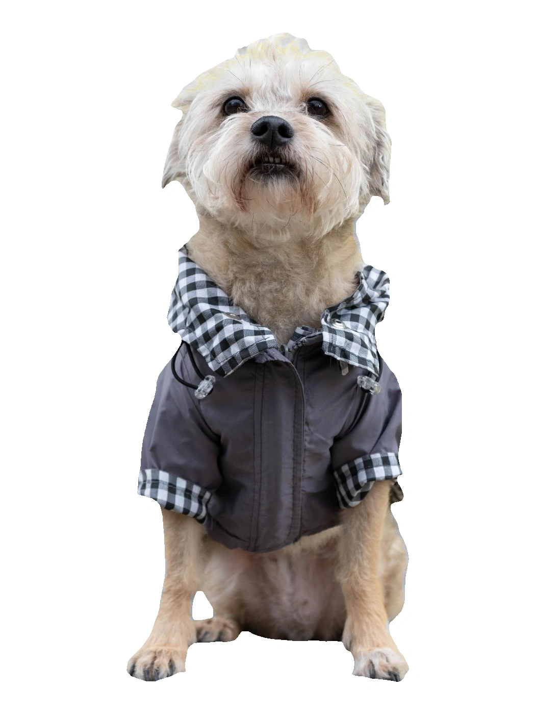 Chaqueta Impermeable Mascota Gris